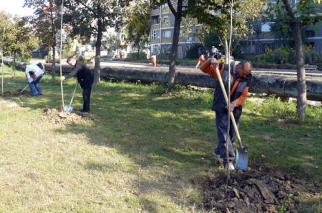 RER plantează 1200 de arbori în Oradea, din care o mie pe centură